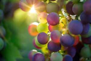 does gullrazwupolxin safe
